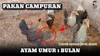 Download lagu Rekomendasi pakan campuran untuk ayam usia 1 bulan || Untuk ternak rumahan🔥 mp3