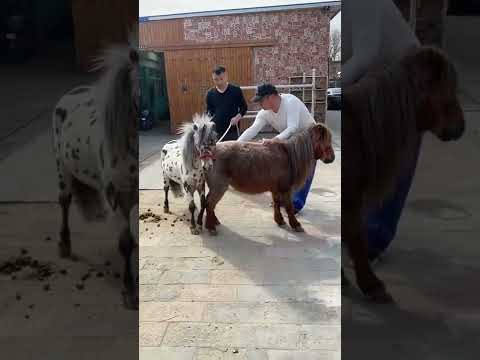 Beautiful small Horse Breeding season short video like share subscribe 👍
