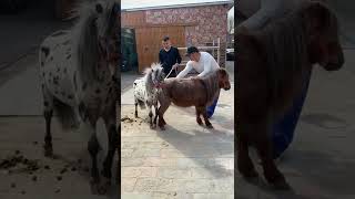 Download lagu Beautiful small Horse Breeding season short video like share subscribe 👍 mp3