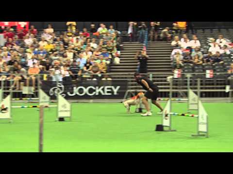 Winner, medium dog individual, FCI dog agility world championship, South Africa 2013: Spain
