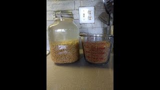 Sprouting Wheat Berries to make Sprouted Bread