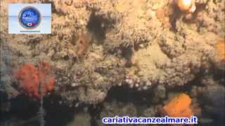 preview picture of video 'I fondali del mare di Cariati'