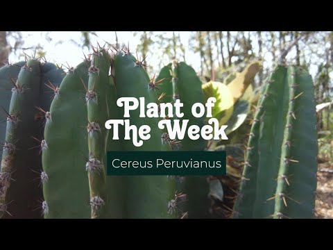 Cereus Peruvianus: Easy Care & Stunning Night Blooms!