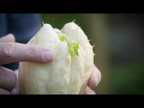 The Garden Gurus - Choko