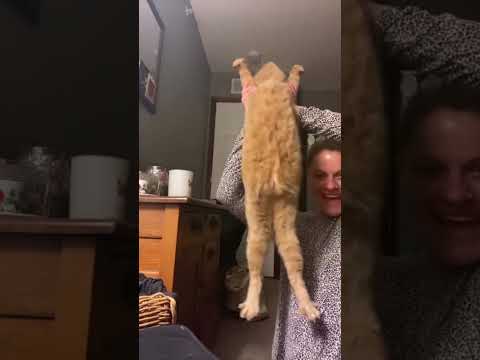 Trrnding Cute Cats😹Funny Fail ops Moments Clips #shorts Video😂|| #trending #animals #funny #reels