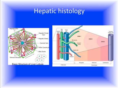 Hepatic physiology and anesthesia (Dr. Rebel)