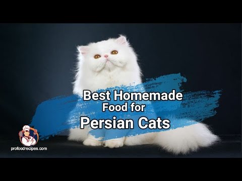 Best Homemade Food for Persian Cats