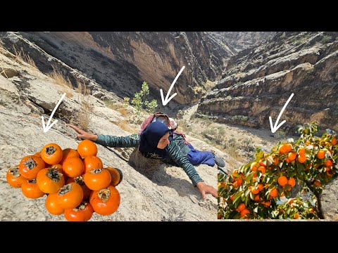 Esmat's Wild Persimmon Picking in the Zagros Mountains 🍊🏞️