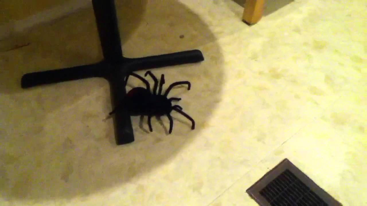 Ferngesteuerte Spinne - erschrecke Deine Mitmenschen