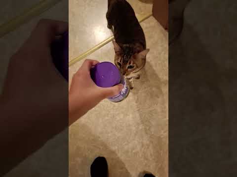 Ich kann dir das nicht geben das ist giftig für dich!!! #shortsfeed #petslovers #shortsviral #cat