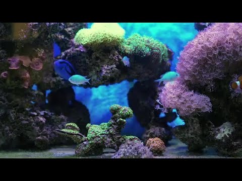 Aquarium With Tropical Fish Stock Video