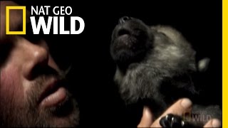 Leader of the Pack | Nat Geo Wild