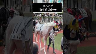 カルパが白すぎて滅ッ！#shorts