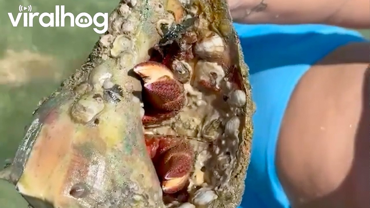 Big Crab at Boca Grande Sandbar || ViralHog