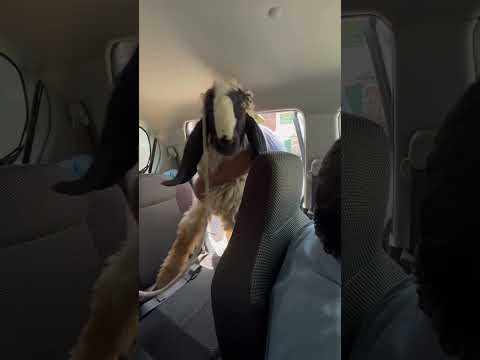 Alhamdulillah ❤️ || Qurbani Ka Li Laya Bakra la liya 🤗 || Moaz7t7 🥰 #qurban #shorts