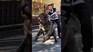 Download lagu Mastino Napoletano mp3