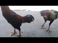 Ayam Pukul Sarap Ft Pukul Ko