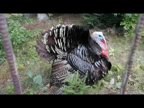 Ах, какой индюк! Да, весь распупыренный! Да, ещё угрожает!