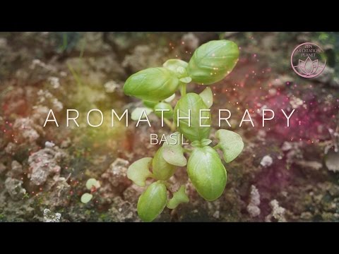 Aromatherapy Scent of Life - Basil Essential Oil, Background Instrumental Music