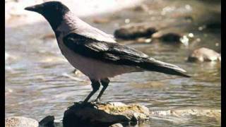 scaricare versi di animali mp3 da