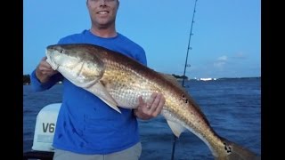 preview picture of video 'Monster Jacksonville Redfish - St. Johns River'