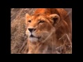 The Heart That Beats In Africa Really WIld Animals