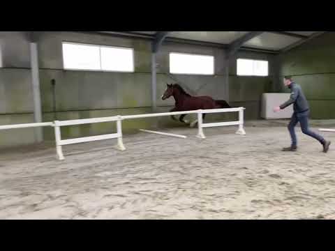 ** Sold to France 🇫🇷 ** 3 y stallion Colman x Ultimo