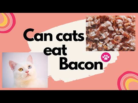 Can cats eat bacon | Is bacon good for cats health | Benefits and risks of feeding Bacon to cat.
