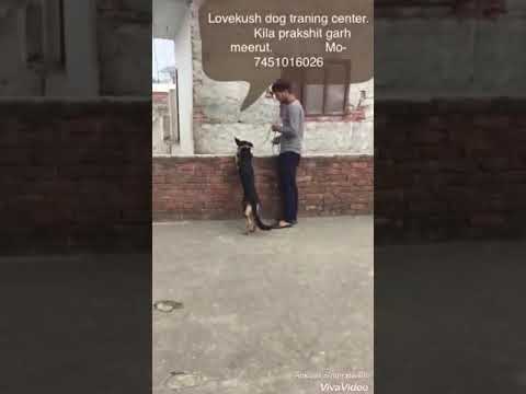 Lovekush dog traning center