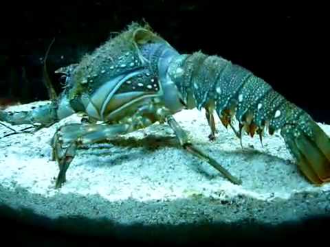 龙虾脱壳了(视频)