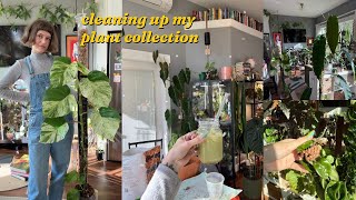 fixing up my neglected plants, hoya blooms, & downsizing ✨🌸🌿