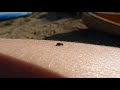 Piqûre de mouche noire - Black fly bite