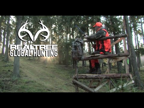 Driven Wild Boar Hunting