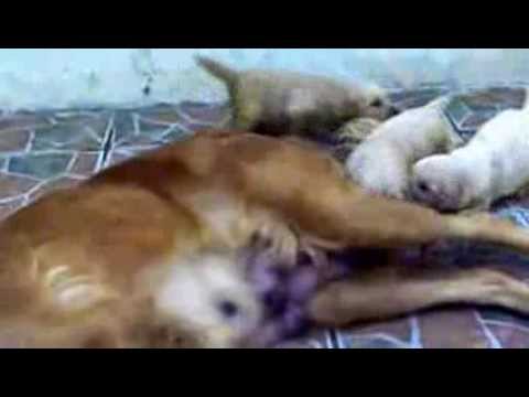 Shelsea y sus doggies Ep2