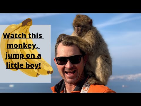 Gibraltar, UK with 3 kids! Do the monkeys bite?