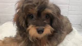 ハーフ犬の動画02