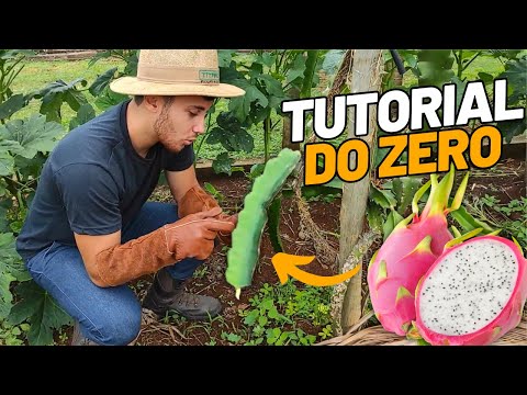 HOW TO PLANT PITAYA - (STEP BY STEP)