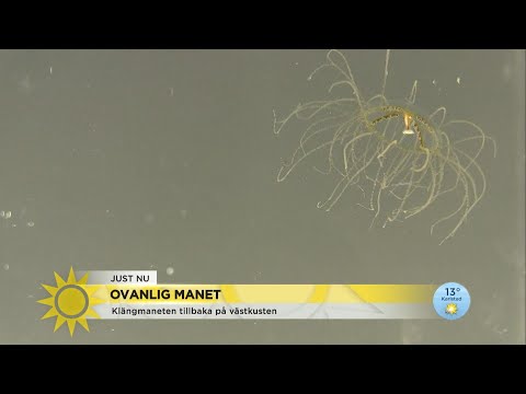 Ovanliga maneten tillbaka på västkusten efter 88 år: ”Bränner mer” - Nyheterna (TV4)