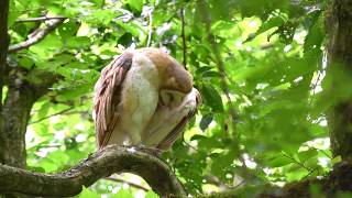 Download lagu Lulu Island Energy Company – Spark Video 2020 mp3