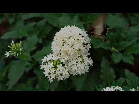 Jasmīnzieds - Dženija Berķe