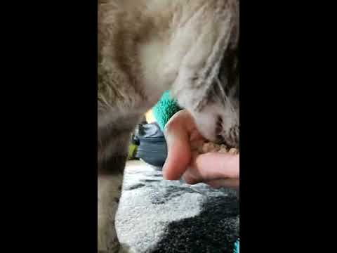 wellness core rawrev cat