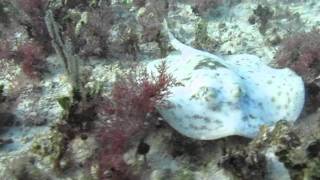 Four Tet - Alambrada / Reversing