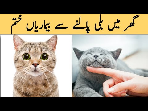 Billi palna ka fayde aur billi palna sa bimariyo ka ilaj,benefits of cats #Theworldofparveen