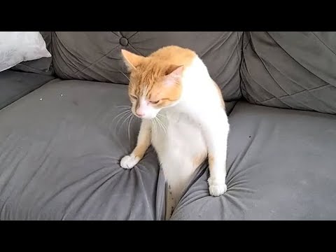 Compilation de chats drôles (les plus populaires) partie 3