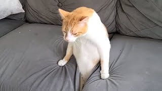 Miniature vidéo