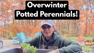 Overwinteren van potplanten, bomen en struiken | Overwinteren van vaste planten in potten