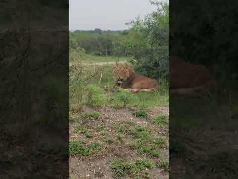 Thumbnail for Nothing Beats A Queen Elizabeth Holiday Uganda #ugmagic