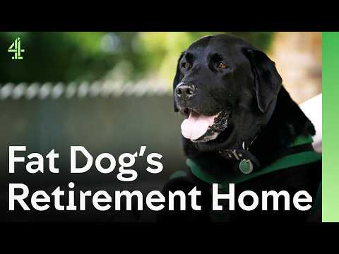 Overweight Labrador Evicted From Home Has Remarkable Transformation | The Dog House 🐶