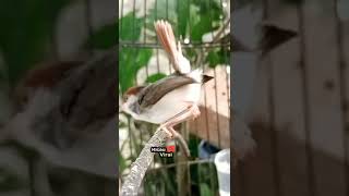 Download lagu BURUNG PRENJAK COKI mp3