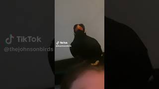 Download lagu 🐦😂🤣 This Bird On My Head Says 'What The F*ck!' (@argylethemynah on TT) #viral #birds #shorts #cute mp3